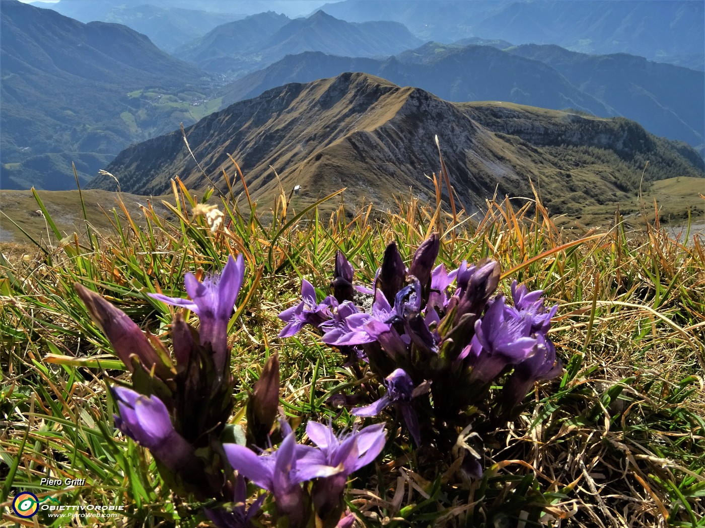 53 Gentiana anisodonta in Cima Menna con vista sul Bivacco Palazzi.JPG